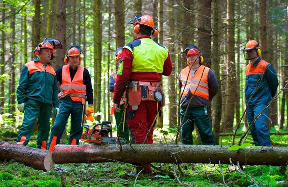 Forstleute stehen im Wald. Im Vordergrund ist ein abgesägter Baum zu sehen.