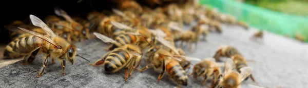 Bienen vor ihrem Bienenstock.
