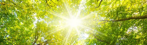 Sonnenstrahlen fallen durch ein grünes Blätterdach.