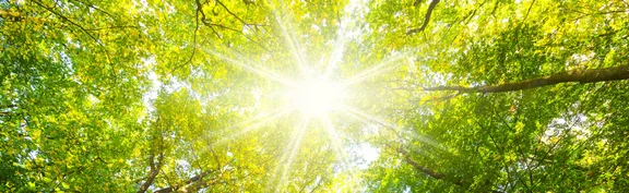 Sonnenstrahlen fallen durch ein grünes Blätterdach.